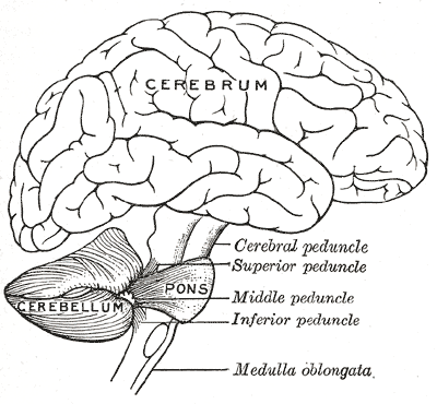 File:Cerebellum.png