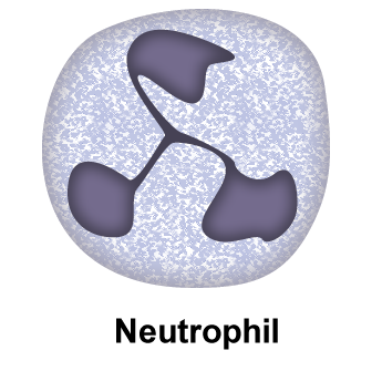File:Neutrophil.png