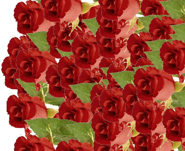 File:Roses.jpg