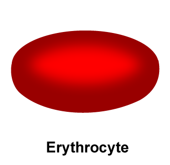 File:Erythrocyte.png
