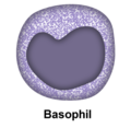 Basophil.png