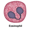 Eosinophil.png