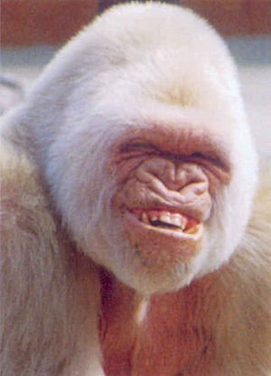 Monkey smile.jpg