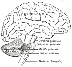 Cerebellum.png