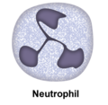 Neutrophil.png