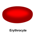 Erythrocyte.png