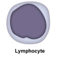 Lymphocyte.png