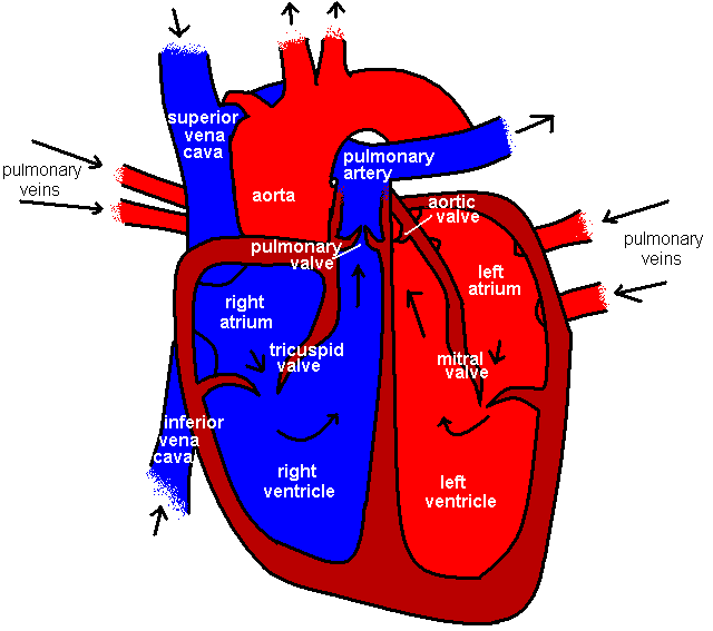 File:Heartstructure.png