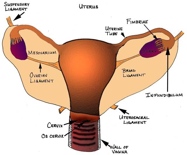 File:Uterus.jpg