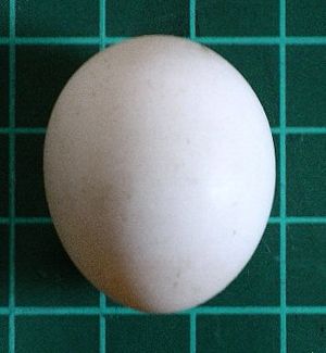Egg.jpg