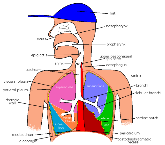File:RespiratorySystem.png