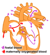 Foetalcirculation.png